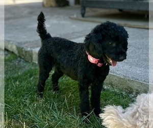 Mother of the ShihPoo puppies born on 04/29/2025