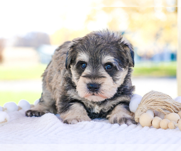 Medium Photo #36 Schnauzer (Miniature) Puppy For Sale in SYRACUSE, IN, USA