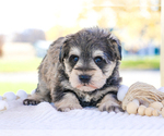 Small Photo #36 Schnauzer (Miniature) Puppy For Sale in SYRACUSE, IN, USA