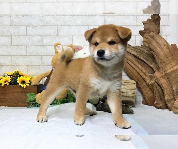 Medium Photo #8 Shiba Inu Puppy For Sale in LOS ANGELES, CA, USA