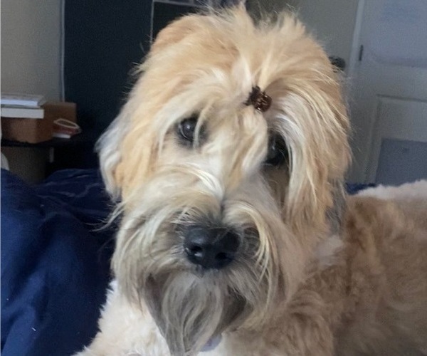 Medium Photo #1 Soft Coated Wheaten Terrier Puppy For Sale in BURLESON, TX, USA