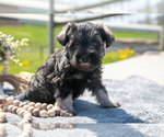 Puppy Trooper Schnauzer (Miniature)