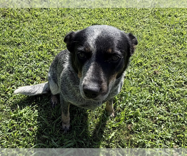 Medium Photo #3 Mutt Puppy For Sale in Garden City, NY, USA