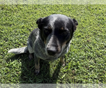Small #2 Mutt