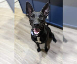 Shepradors Dogs for adoption in McKinney, TX, USA
