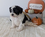 Small #6 ShihPoo