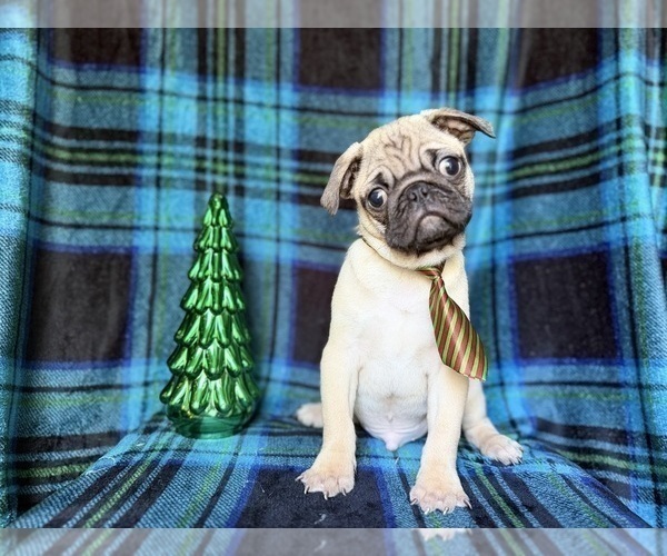 Medium Photo #5 Pug Puppy For Sale in LAKELAND, FL, USA