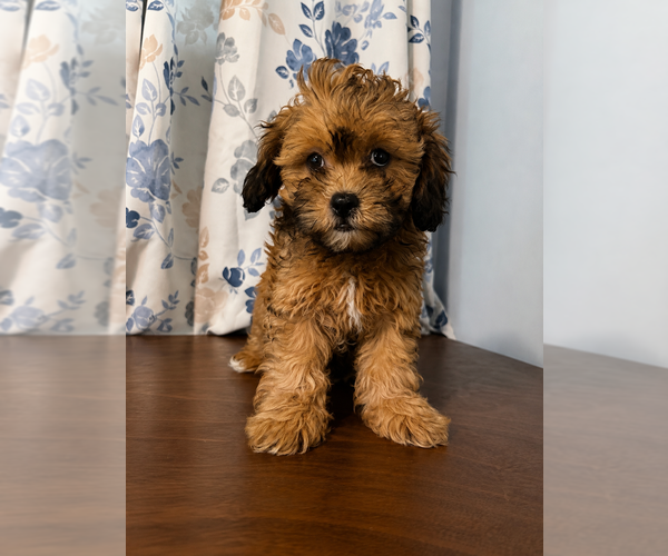 Medium Photo #5 Shih-Poo Puppy For Sale in DURHAM, CT, USA