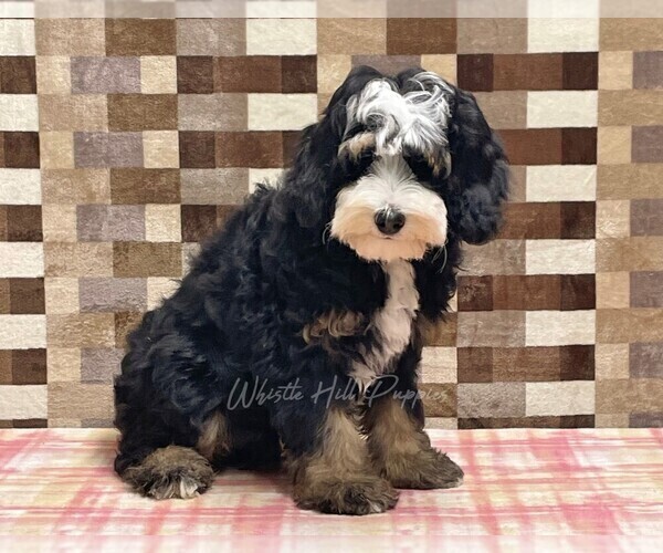 Medium Photo #3 Bernedoodle (Miniature) Puppy For Sale in DENVER, PA, USA