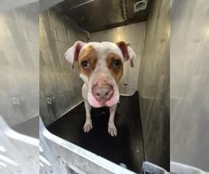 American Staffordshire Terrier Dogs for adoption in San Antonio, TX, USA