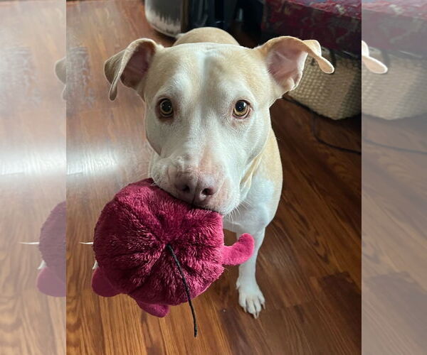 Medium Photo #8 Labrador Retriever-Staffordshire Bull Terrier Mix Puppy For Sale in Bellevue, WA, USA