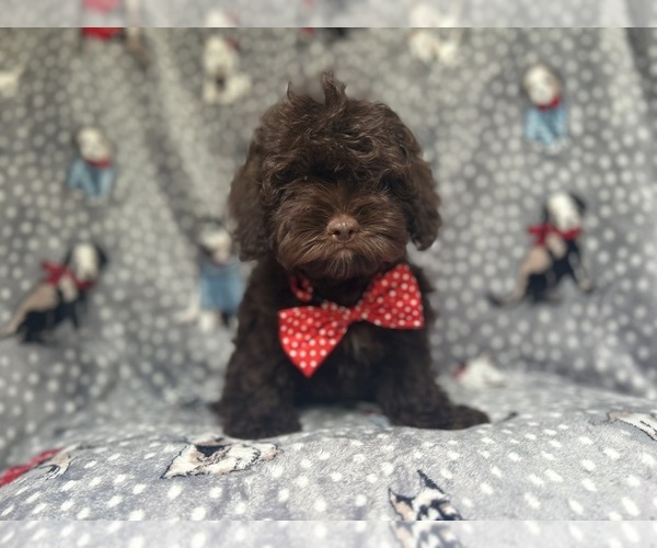 Medium Photo #1 ShihPoo Puppy For Sale in LAKELAND, FL, USA