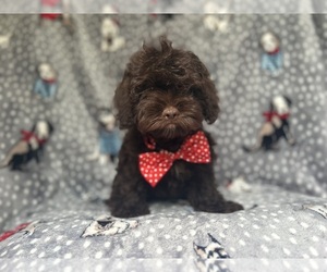 ShihPoo Puppy for sale in LAKELAND, FL, USA