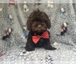 Small ShihPoo