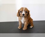 Small Photo #2 Cavalier King Charles Spaniel Puppy For Sale in MILLERSBURG, OH, USA