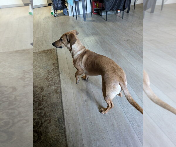 Medium Photo #7 Dachshund-Unknown Mix Puppy For Sale in Chandler, AZ, USA