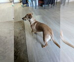 Small #6 Dachshund Mix