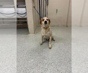 Redbone Coonhound-Unknown Mix Dogs for adoption in Conroe, TX, USA