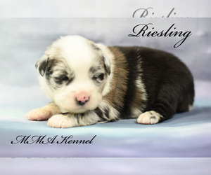 Australian Shepherd Puppy for sale in EASTON, MO, USA