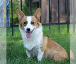 Mother of the Pembroke Welsh Corgi puppies born on 07/11/2020