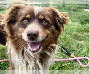 Australian Shepherd Dogs for adoption in Pueblo, CO, USA