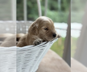 Golden Retriever Puppy for sale in ROCK HILL, SC, USA