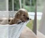 Small Golden Retriever
