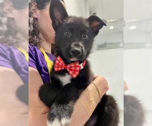 German Shepherd Dog Dogs for adoption in San Francisco, CA, USA