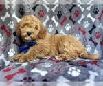 Small #4 Poodle (Miniature)