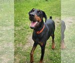 Small Doberman Pinscher