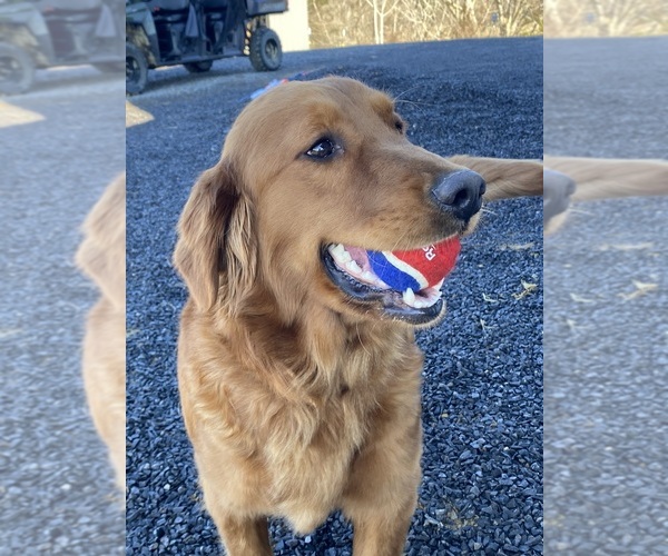 Medium Photo #1 Golden Retriever Puppy For Sale in GREENEVILLE, TN, USA