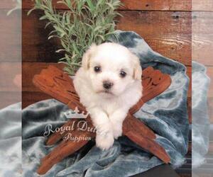 Zuchon Puppy for sale in LE MARS, IA, USA