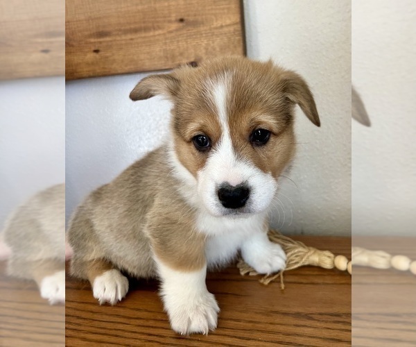 Medium Photo #5 Pembroke Welsh Corgi Puppy For Sale in ROCK VALLEY, IA, USA