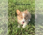 Small #3 Pembroke Welsh Corgi