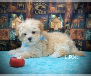 Maltipoo Puppy for sale in WINNSBORO, LA, USA