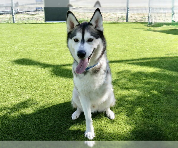 Medium Photo #4 Siberian Husky Puppy For Sale in Martinez, CA, USA