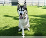 Small #3 Siberian Husky