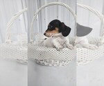 Small Photo #5 Dachshund Puppy For Sale in GREENWOOD, WI, USA
