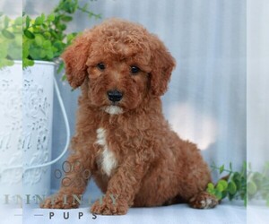 Goldendoodle (Miniature) Puppy for sale in EPHRATA, PA, USA