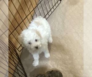 Poodle (Miniature) Puppy for sale in GLOUCESTER, VA, USA