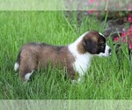 Small Photo #5 Saint Bernard Puppy For Sale in FREDERICKSBG, OH, USA