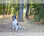 Small #4 Mutt