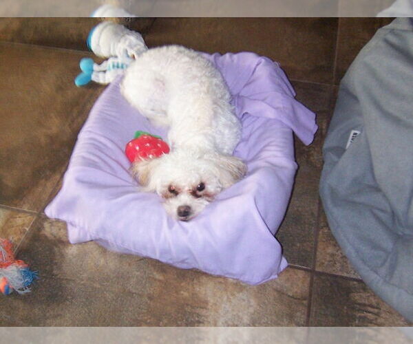 Medium Photo #2 Maltese-Unknown Mix Puppy For Sale in Lake Forest, CA, USA