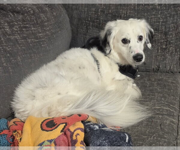 Medium Photo #1 Dachshund-English Setter Mix Puppy For Sale in Lexington Park, MD, USA