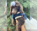 Small Photo #15 Poodle (Toy) Puppy For Sale in PALO ALTO, CA, USA