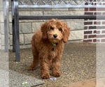 Small #6 Goldendoodle