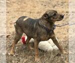 Small #2 Feist Terrier Mix