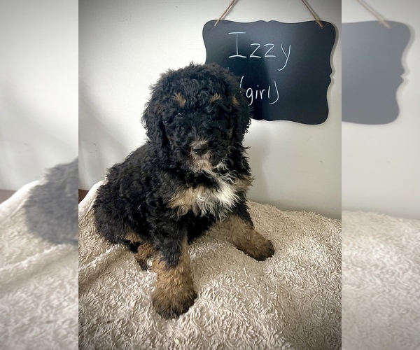 Medium Photo #5 Miniature Bernedoodle Puppy For Sale in NORTH VERNON, IN, USA