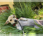 Small #5 Chihuahua Mix