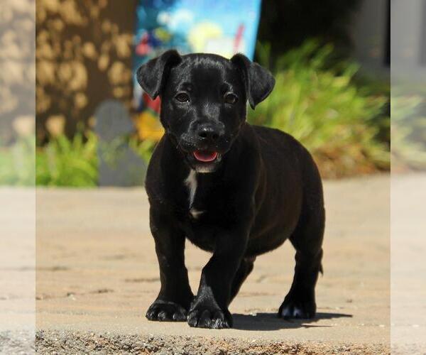 Medium Photo #8 Chihuahua-Unknown Mix Puppy For Sale in San Diego, CA, USA